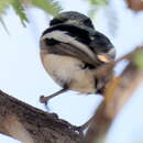 Image of Batis pririt affinis (Wahlberg 1855)