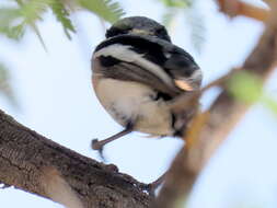 Image of Batis pririt affinis (Wahlberg 1855)