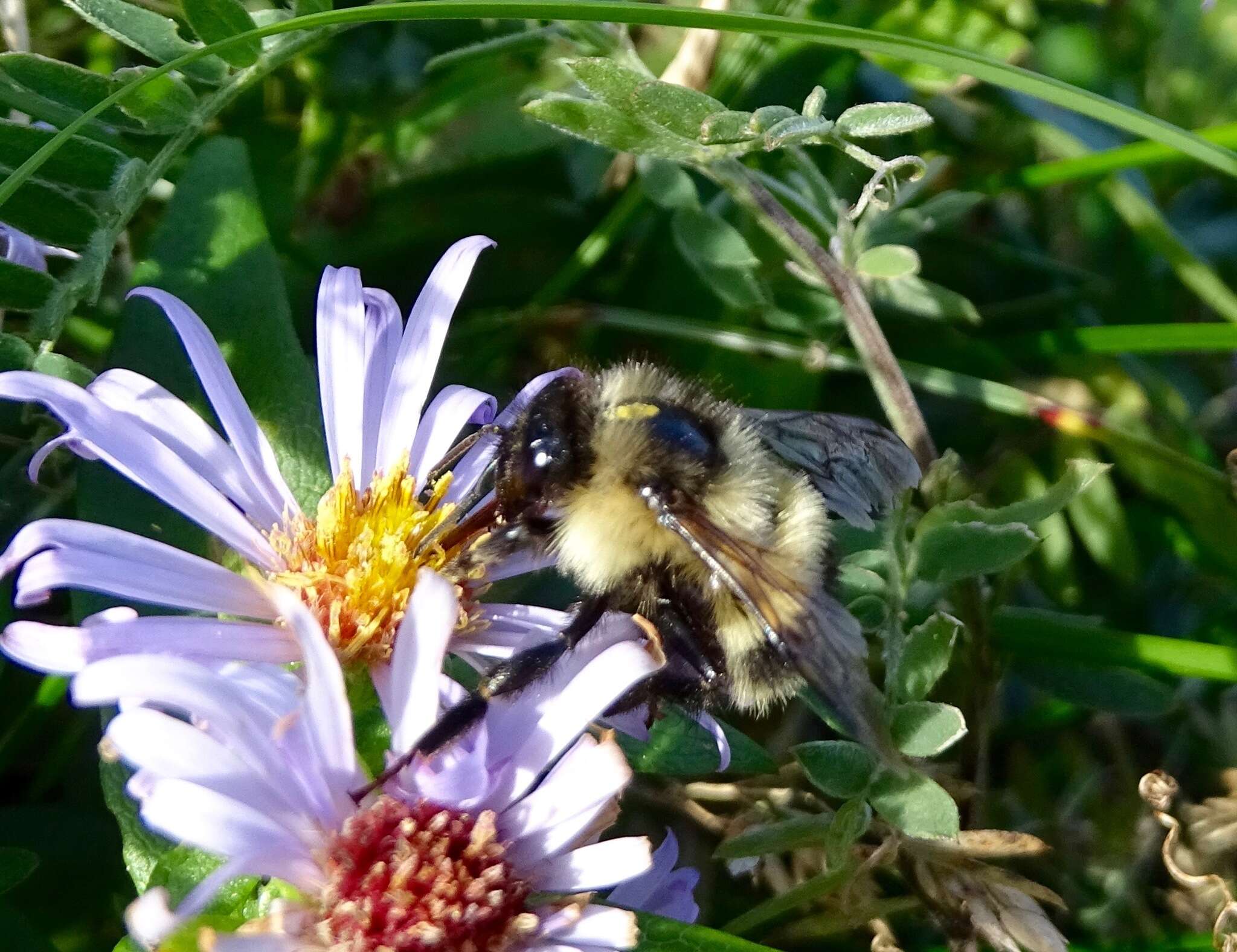 Image of Bombus vagans bolsteri Franklin 1913