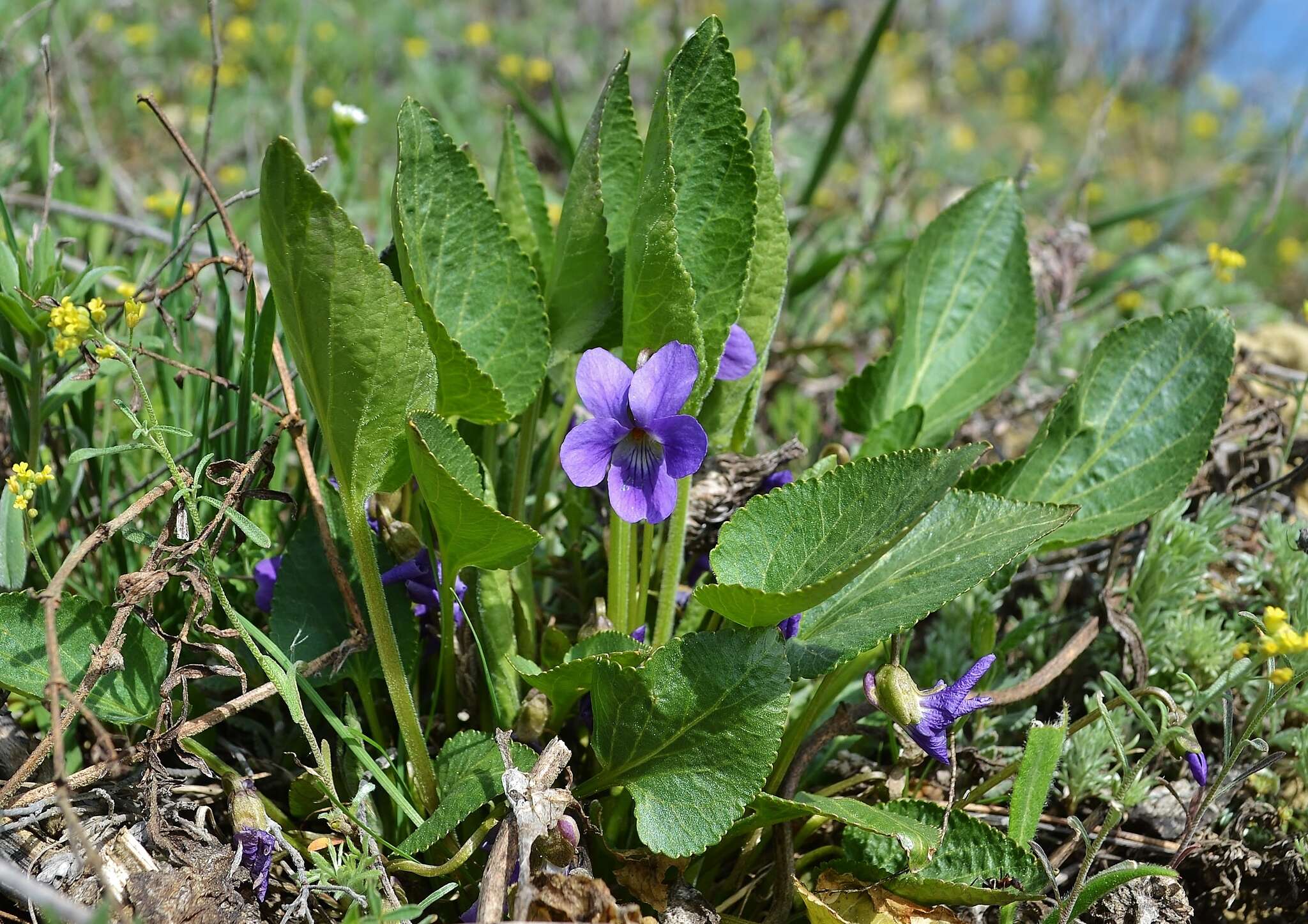Sivun Viola ambigua Waldst. & Kit. kuva