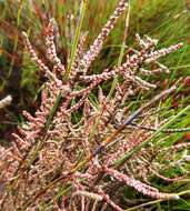 Image of Polpoda capensis Presl