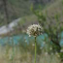 Image of Allium oreoscordum Vved.