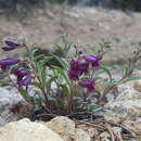 Слика од Penstemon kingii S. Wats.