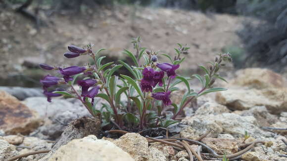 Image of King's beardtongue