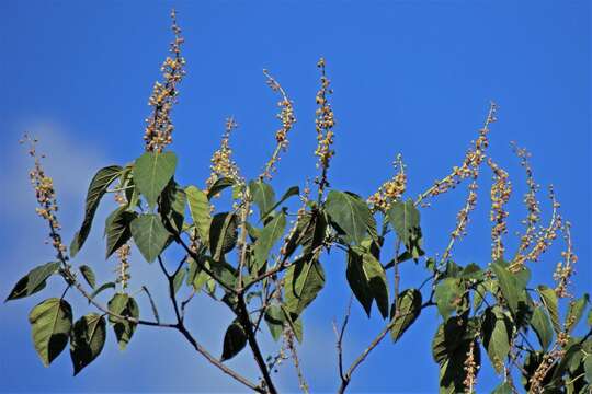 Image of <i>Croton piluliferus</i>