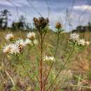 Dalea pinnata var. pinnata resmi