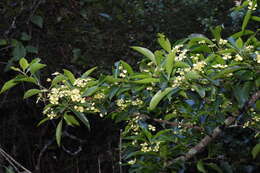 Image of Euonymus carnosus Hemsl.