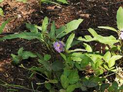 صورة Solanum limitare A. R. Bean