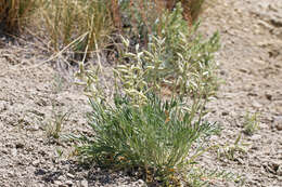 Oxytropis lambertii var. bigelovii A. Gray resmi