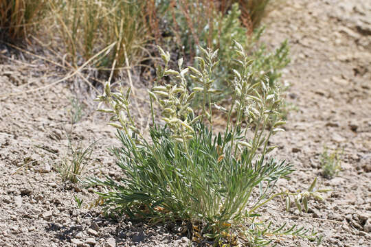 Image of purple locoweed