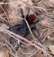 Image of Aphonopelma chiricahua Hamilton, Hendrixson & Bond 2016