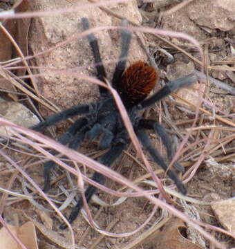 Image of Aphonopelma chiricahua Hamilton, Hendrixson & Bond 2016