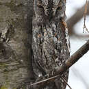 Imagem de Otus senegalensis senegalensis (Swainson 1837)