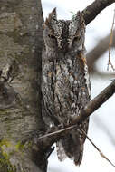 Image of Otus senegalensis senegalensis (Swainson 1837)