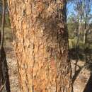 Image of Corymbia watsoniana subsp. watsoniana