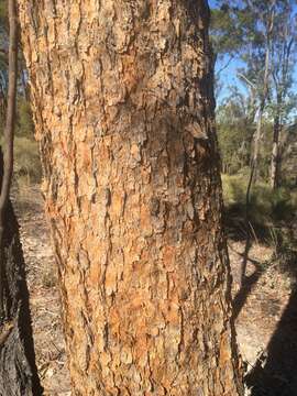 Image of Corymbia watsoniana subsp. watsoniana