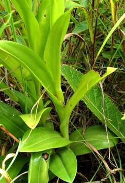 Image of Habenaria clavata (Lindl.) Rchb. fil.