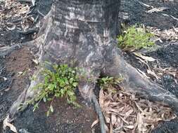 Image of Eucalyptus aggregata Deane & Maiden