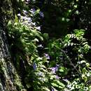 Image of Streptocarpus cyaneus subsp. cyaneus