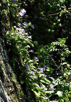 Image of Streptocarpus cyaneus subsp. cyaneus