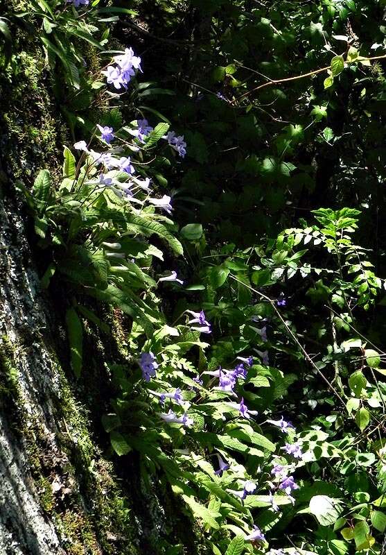 Plancia ëd Streptocarpus cyaneus subsp. cyaneus