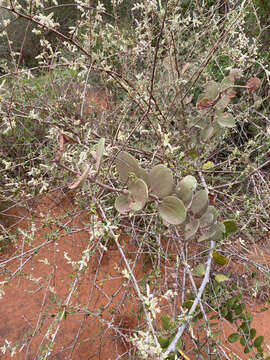 Image of Ouret triangularifolia