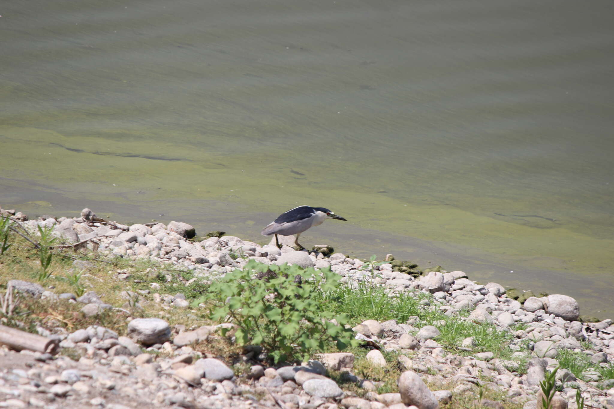 Image of Nycticorax nycticorax hoactli (Gmelin & JF 1789)