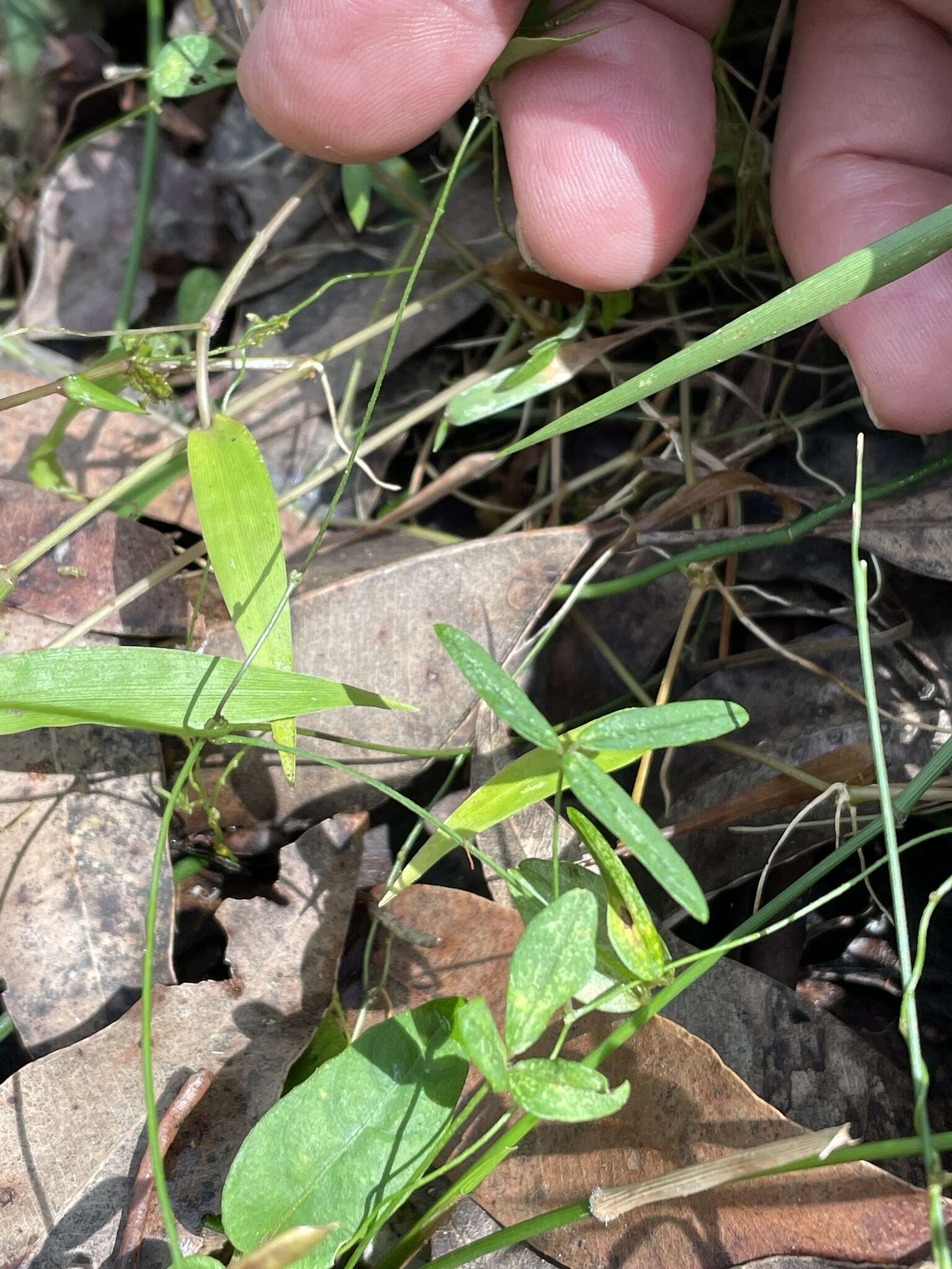 Imagem de Glycine microphylla Tindale