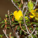 Hibbertia ancistrophylla J. R. Wheeler resmi