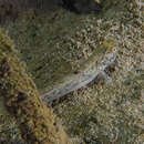 Image of Flat-backed goby