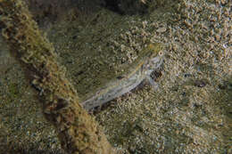 Image of Flat-backed goby