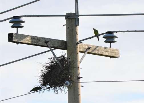 Image of Dusky-headed Parakeet