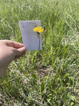 Image of fiddleleaf hawksbeard