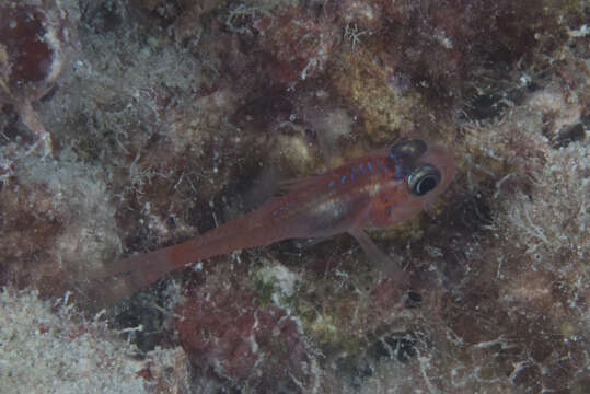 Image of Little red cardinalfish