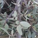 Image of Agelanthus natalitius subsp. zeyheri (Harv.) Polh. & Wiens