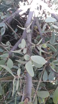 Image of Agelanthus natalitius subsp. zeyheri (Harv.) Polh. & Wiens