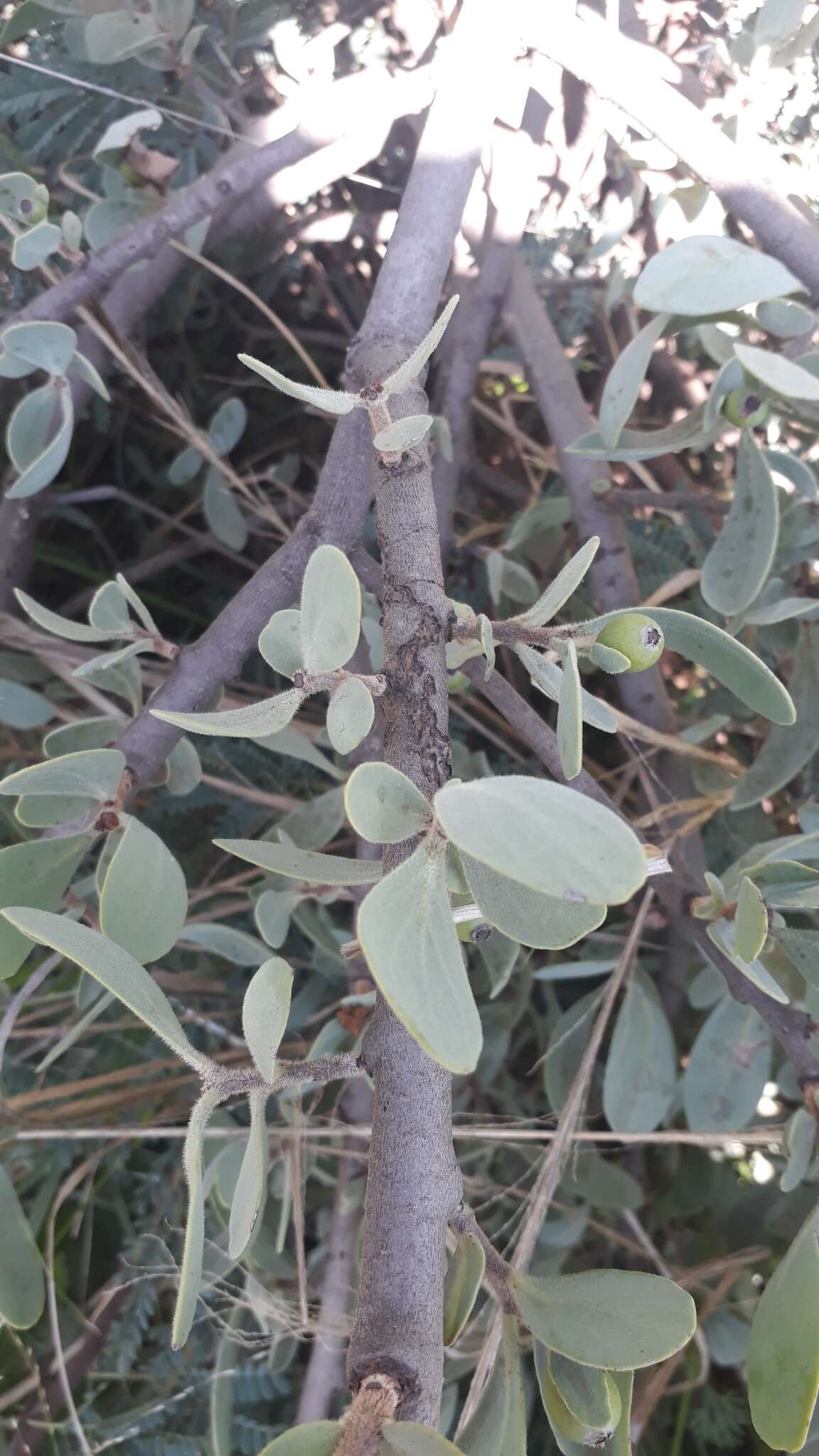 Sivun Agelanthus natalitius subsp. zeyheri (Harv.) Polh. & Wiens kuva