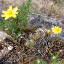 Image of Jacobaea minuta (Cav.) Pelser & Veldkamp