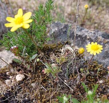 Image of Jacobaea minuta (Cav.) Pelser & Veldkamp