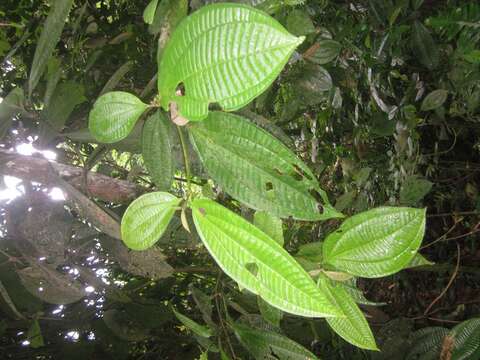 Image of Miconia spennerostachya Naud.