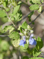 Salvia ballotiflora Benth. resmi