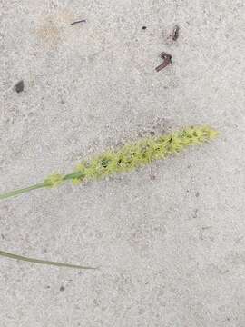 Image of slender sandbur