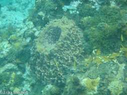 Image of Caribbean barrel sponge