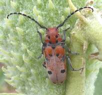 Image of Tetraopes annulatus Le Conte 1847