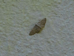 Image of Idaea palaestinensis Sterneck 1933