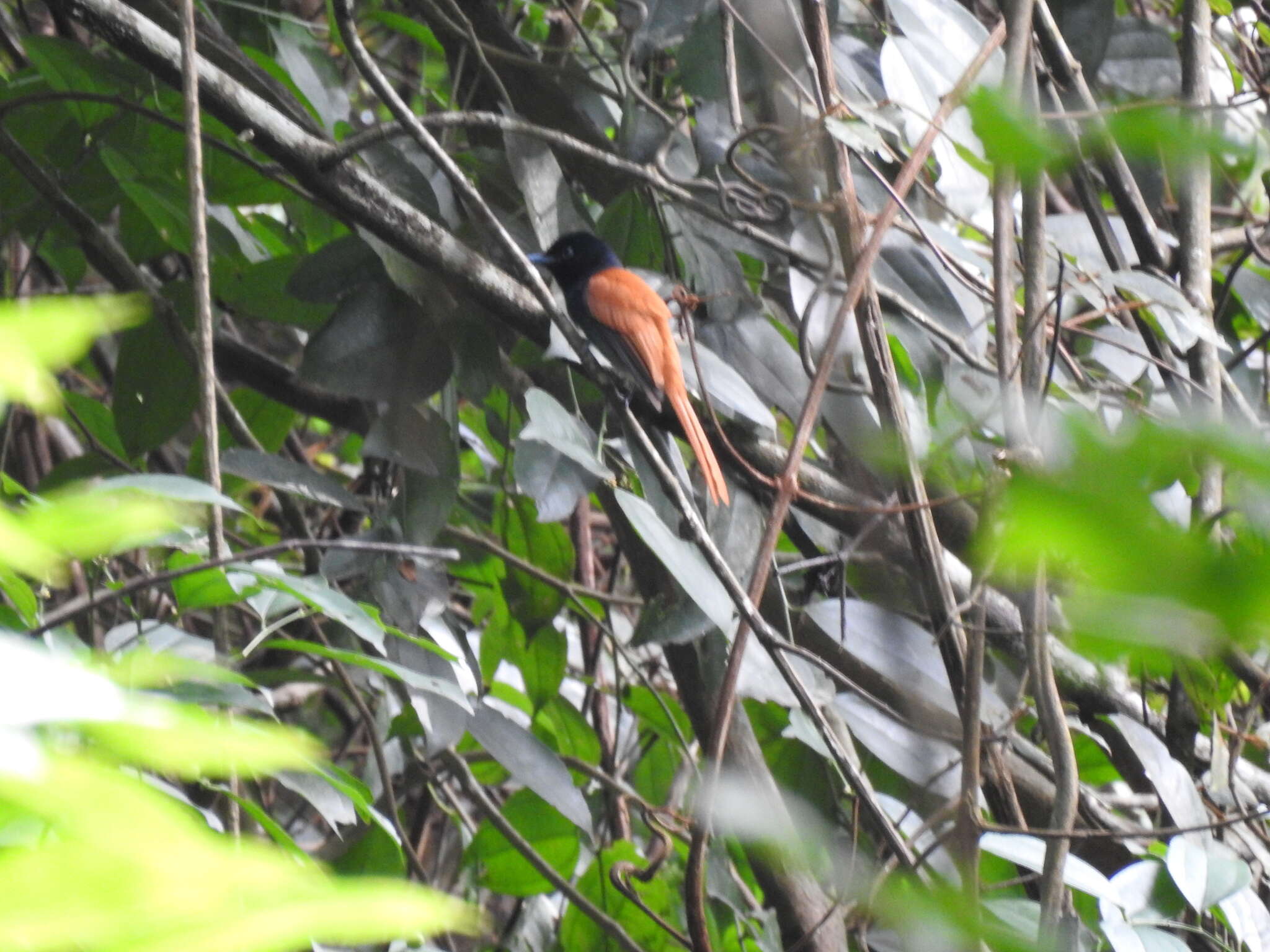 Image of Bates's Paradise Flycatcher