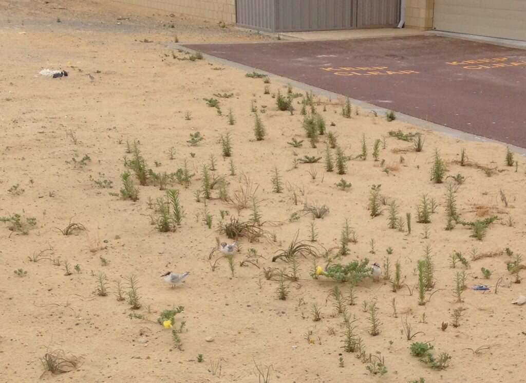 Image of Fairy Tern