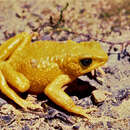 Image of Azuay Stubfoot Toad