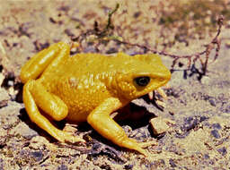 Image of Azuay Stubfoot Toad