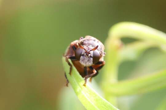 Imagem de Microdon globosus (Fabricius 1805)